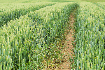 Image showing detail of organic green grains