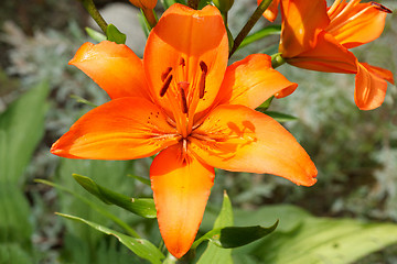 Image showing Detail of flowering orange lily