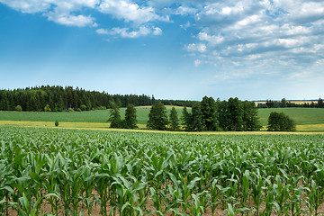 Image showing Beautiful summer rural landscape