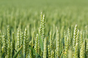 Image showing detail of organic green grains