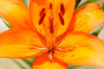 Image showing Detail of flowering orange lily