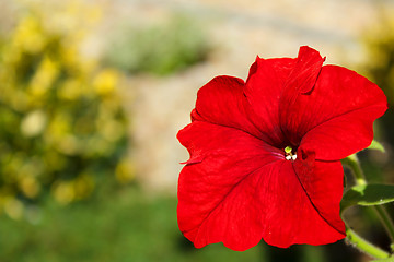 Image showing Red flower Petunia Surfinia Vein