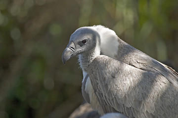 Image showing Vulture