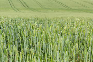 Image showing field of organic green grains