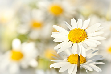 Image showing white marguerite flowers