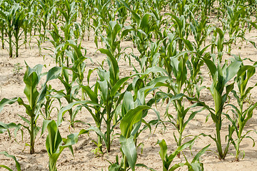 Image showing green field of corn growing up