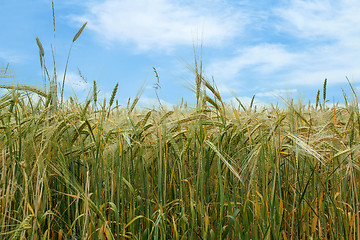 Image showing field of organic green grains