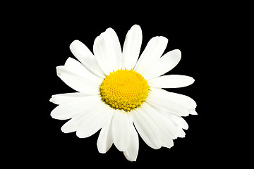 Image showing white marguerite flowers 