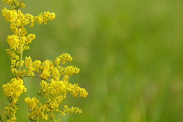 Image showing summer background