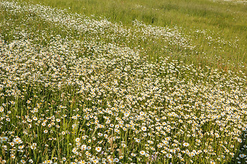 Image showing white marguerite flowers