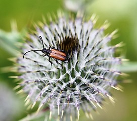 Image showing Brown beetle on a thistle