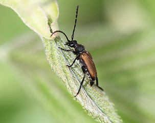 Image showing Brown beetle on a plant