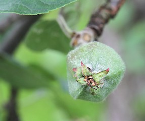 Image showing Green apple