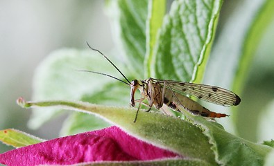 Image showing Insect sitting on a rose