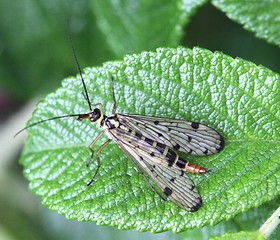 Image showing Insect on a rose bush leaf