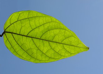 Image showing Green leaf