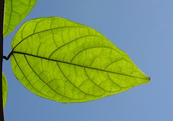 Image showing Green leaf