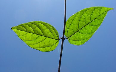 Image showing Green leaves