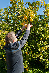 Image showing Picking lemons