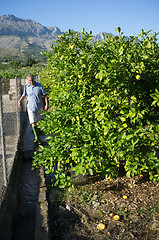 Image showing Tradtional irrigation