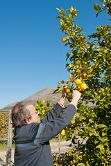 Image showing Lemon crop