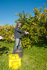 Image showing Lemon harvest