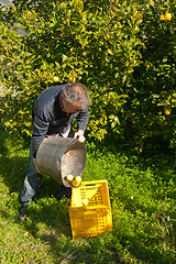 Image showing Harvest worker