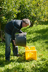 Image showing Lemon harvest