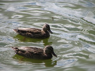 Image showing ducks