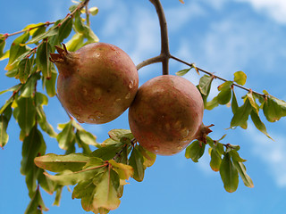 Image showing Wet Pomegranates