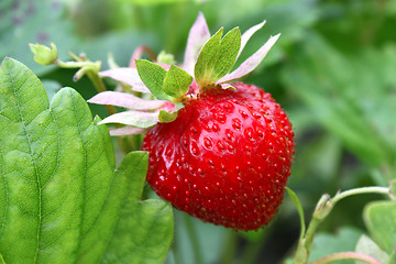 Image showing Ripe strawberry