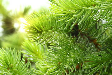 Image showing Pine branch with raindrops and sun