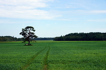 Image showing Rural landscape 