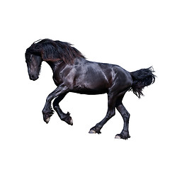 Image showing Black friesian stallion gallop