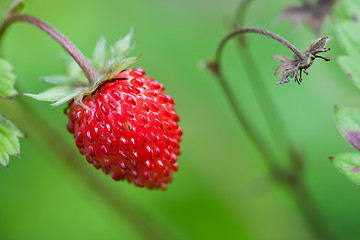 Image showing Closeup of ripe wild strawberry hanging on stem on a meadow.