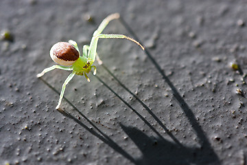 Image showing Spider