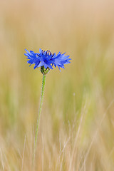 Image showing Cornflower in the field composition 