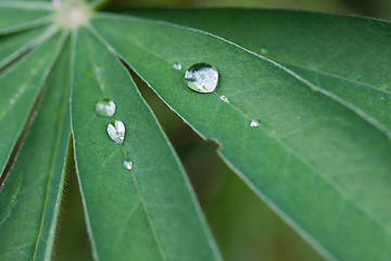 Image showing Water drops on leaf