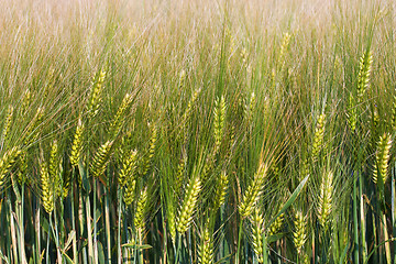 Image showing Wheat straws on a spring day in the field 