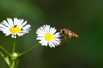 Image showing Macro of Wasp on daisies