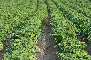 Image showing Potato field 