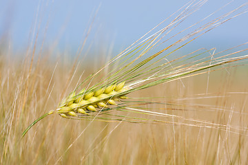 Image showing Close-up of wheat straw on a summer day in the field 