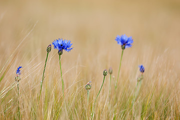 Image showing Blue cornflowers in the field