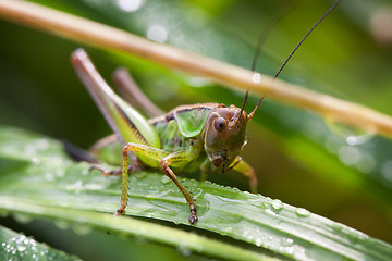 Image showing Macro of a grasshopper on the leaf 