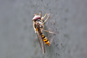 Image showing Macro of Wasp