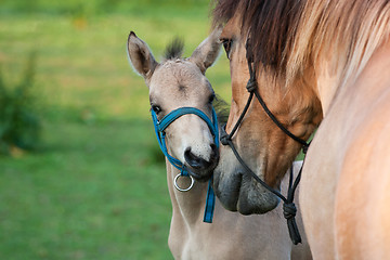Image showing Mare and her foal 