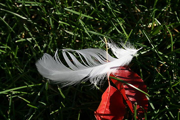 Image showing White Feather
