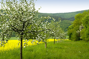 Image showing Blossoming of the apple trees 01