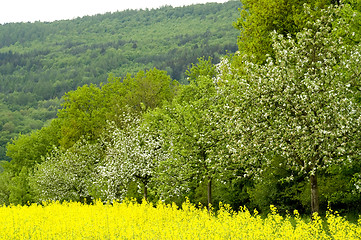 Image showing Blossoming of the apple trees 02