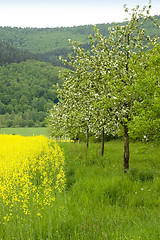 Image showing Blossoming of the apple trees 03